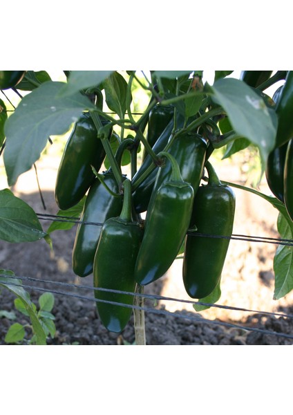 Murat Tohum Meksika Biberi Tohumu Acı Jalapeno Kırmızı Biber Tohumu Ekim Seti 10 Adet Tohum Saksı Toprak modelleri