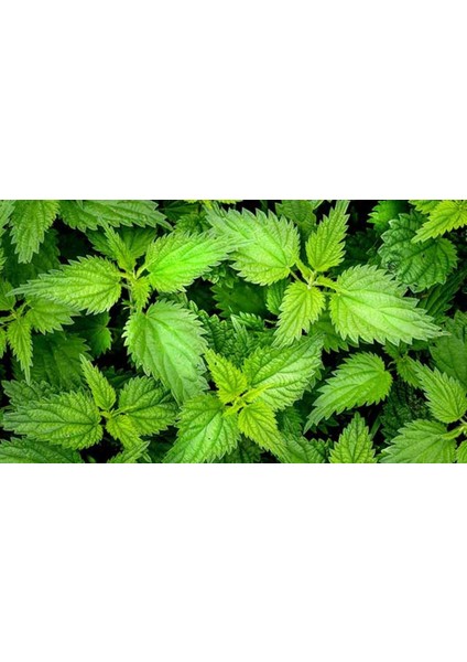 Murat Tohum Isırgan Otu Tohumu Ekim Seti 100 Adet Tohum Saksı Toprak fiyatları