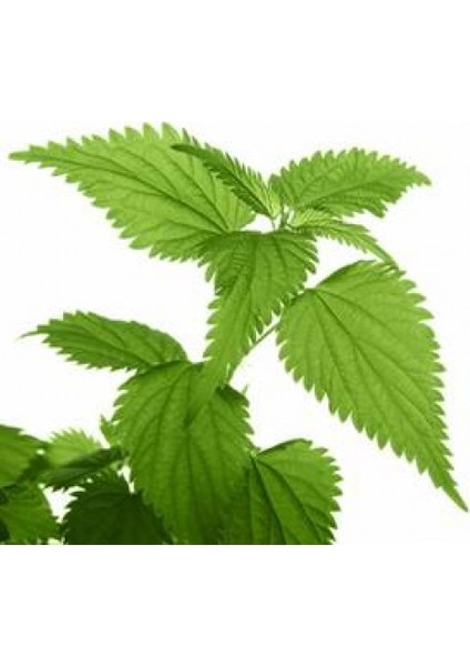 Murat Tohum Isırgan Otu Tohumu Ekim Seti 100 Adet Tohum Saksı Toprak modelleri