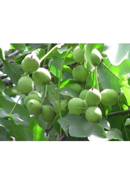 Alltay Ceviz Fidanı ( 2 Yaş - Açık Kök ) 40-60 cm