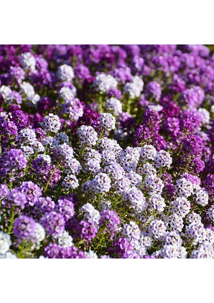 Murat Tohum Karışık Kraliyet Halısı Çiçeği Tohumu Alyssum Flower Tohumu Ekim Seti 10 Adet Tohum + Saksı + Toprak