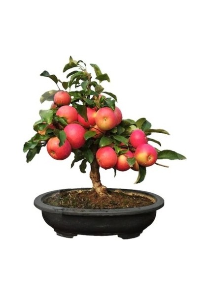 5 Adet Tohum Bodur Bonsai Elma Ağacı Tohumu Elma Tohumu