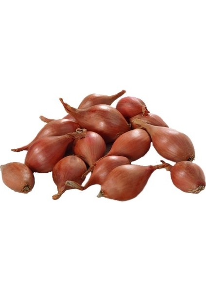 100 Adet Eko Paket Kıska Soğan Tohumu Soğan Tohumu Soğan Kıskası Tohum fiyatları