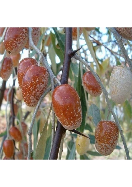 5 Adet Tohum Iğde Ağacı Tohumu Mis Kokulu Iğde Ağacı Faydalı Bir Besin