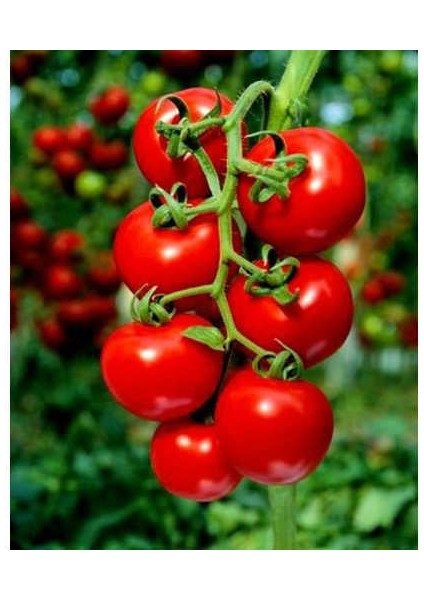 Nadir Beşdeli Erkenci Salkım Domates Tohumu 10 Adet Tohum