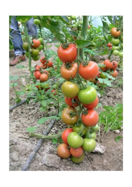 Nadir Beşdeli Erkenci Salkım Domates Tohumu 10 Adet Tohum fiyatları