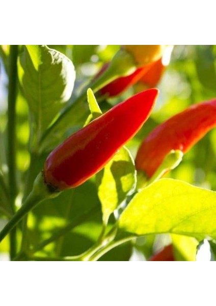 50 Adet Acı Biber Tohumu Yediveren Biber Tohumu Süs Biber Tohumu fiyatları