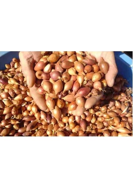 100 Adet Tohum Eko Paket Kıska Soğan Tohumu Kıska Tohumu fiyatları