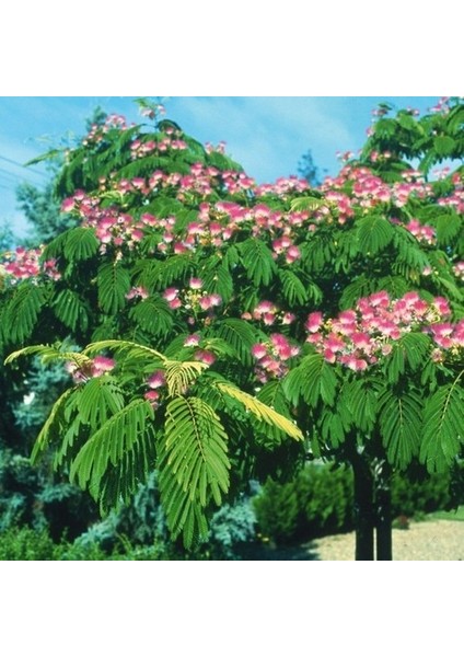 5 Adet Tohum Bodur Bonsai Gülibrişim Ağacı Bonzai Tohumu