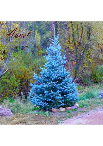 10 Adet Tohum Nadir Mavi Ladin Ağacı Tohumu Mavi Ladin