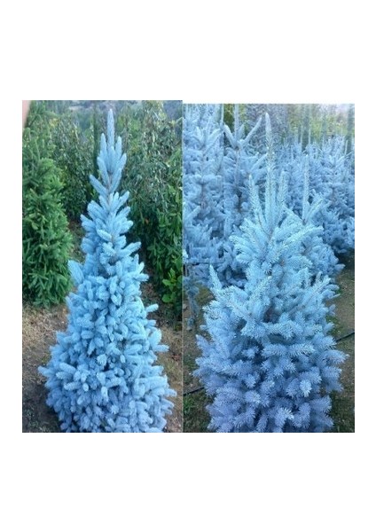 10 Adet Tohum Nadir Mavi Ladin Ağacı Tohumu Mavi Ladin fiyatları