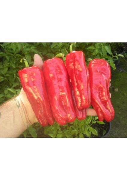 30 Adet Çok Acı Urfa Isot Biberi Tohumu Biber Tohumu fiyatları