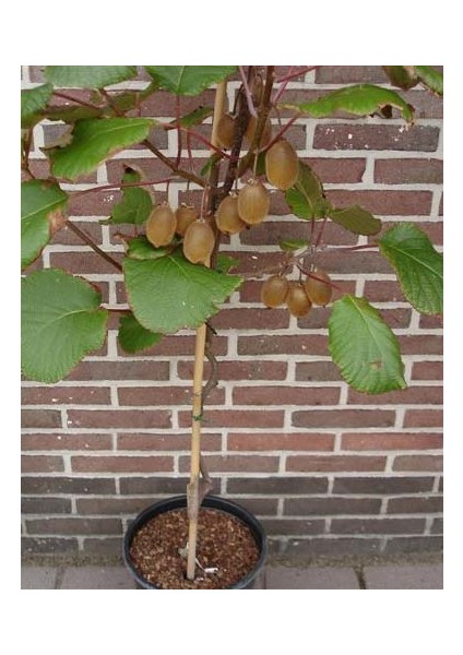 5 Adet Tohum Bodur Kivi Tohumu Bonsai Ağacı Tohumu