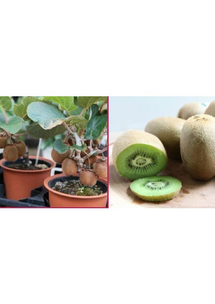 5 Adet Tohum Bodur Kivi Tohumu Bonsai Ağacı Tohumu fiyatları