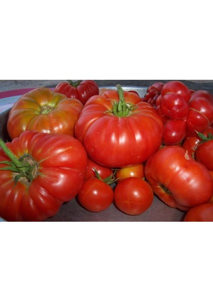 Mis Kokulu Yayla Domatesi Tohumu 20 Adet Domates Tohumu fiyatları