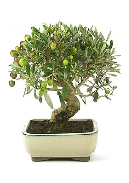 3 Adet Tohum Bonsai Zeytin Ağacı Tohumu Zeytin Tohumu