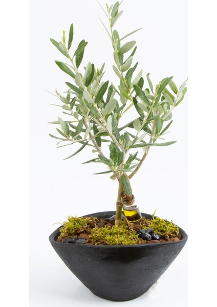 3 Adet Tohum Bonsai Zeytin Ağacı Tohumu Zeytin Tohumu