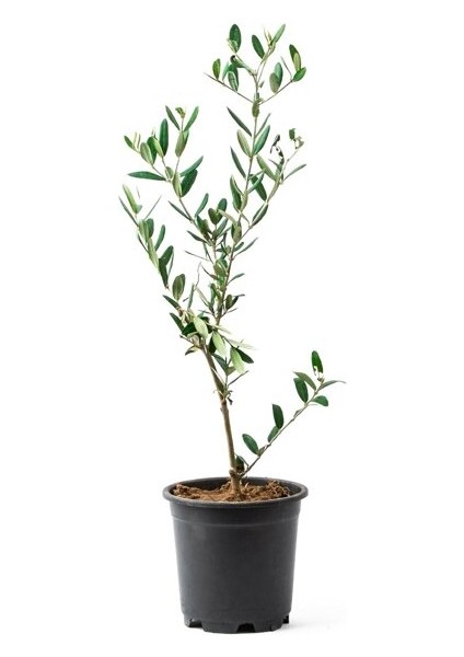 3 Adet Tohum Bonsai Zeytin Ağacı Tohumu Zeytin Tohumu