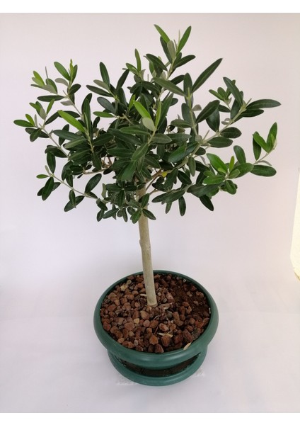 3 Adet Tohum Bonsai Zeytin Ağacı Tohumu Zeytin Tohumu