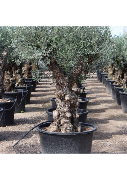 3 Adet Tohum Bonsai Zeytin Ağacı Tohumu Zeytin Tohumu