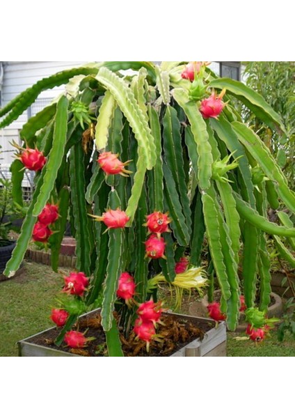 Murat Tohum Eko Paket Beyaz Pitaya Ağacı Tohumu Ithal Beyaz Ejder Meyvesi Tohumu 65 Adet Tohum fırsatları