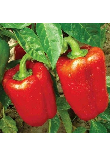 Nadir Ithal Dev Kırmızı Dolmalık Biber Tohumu Ekim Seti 5 Tohum Saksı Toprak Kombin fiyatları