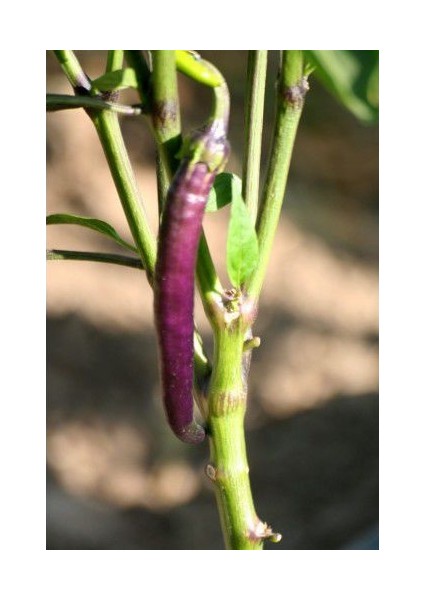 Nadir Ithal Acı Mor Sivri Biber Tohumu 5 Tohum modelleri