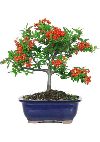 Murat Tohum Bodur Bonsai Kızılcık Ağacı Tohumu Ekim Seti 3 Adet Tohum Saksı Toprak