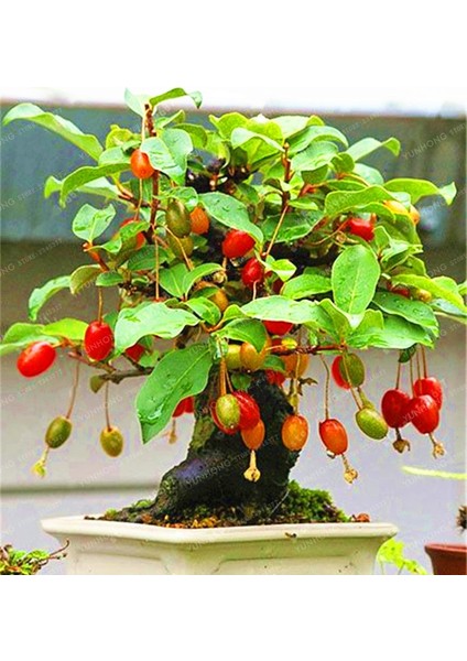 Murat Tohum Bodur Bonsai Kızılcık Ağacı Tohumu Ekim Seti 3 Adet Tohum Saksı Toprak fiyatları