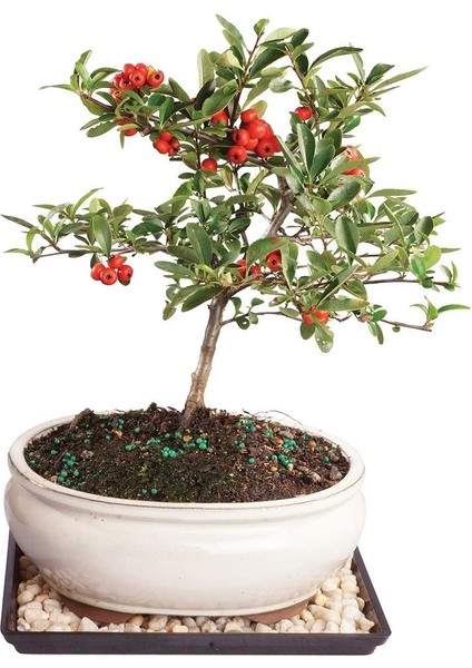 Murat Tohum Bodur Bonsai Kızılcık Ağacı Tohumu Ekim Seti 3 Adet Tohum Saksı Toprak modelleri