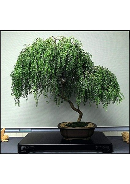 Murat Tohum Bodur Bonsai Kıbrıs Akasya Ağacı Tohumu Ekim Seti 5 Adet Tohum Süpriz Bonsai Ağacı TohumuToprak Saksı