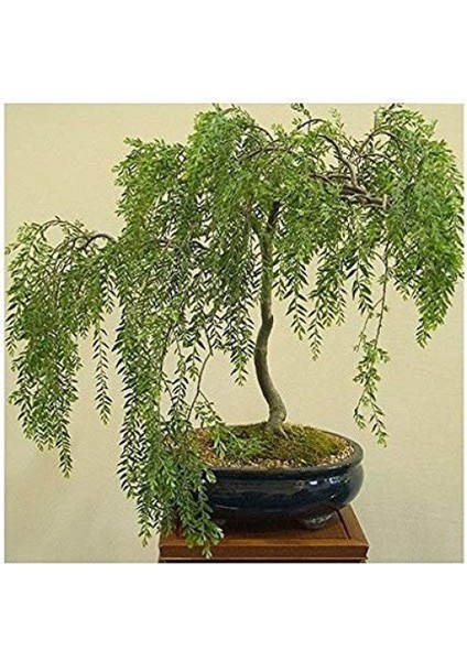 Murat Tohum Bodur Bonsai Kıbrıs Akasya Ağacı Tohumu Ekim Seti 5 Adet Tohum Süpriz Bonsai Ağacı TohumuToprak Saksı modelleri