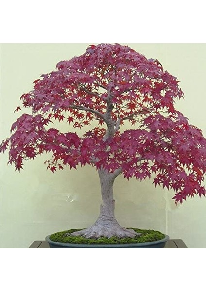 Murat Tohum Bodur Bonsai Flamingo Ağacı Tohumu Ekim Seti 5 Adet Tohum Toprak Saksı