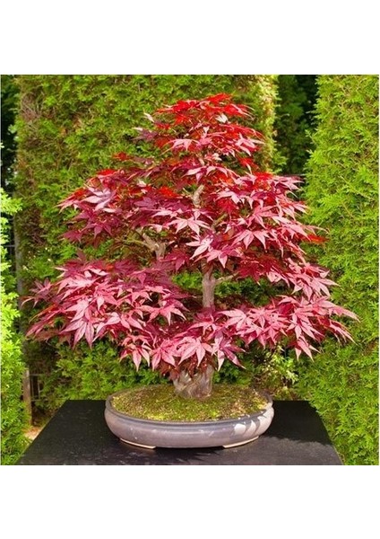Murat Tohum Bodur Bonsai Flamingo Ağacı Tohumu Ekim Seti 5 Adet Tohum Toprak Saksı fiyatları