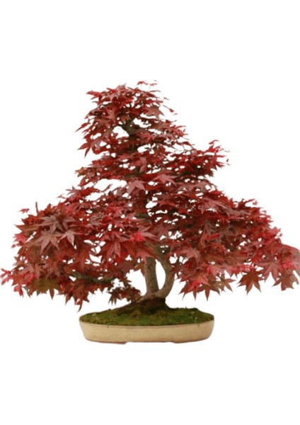 Murat Tohum Bodur Bonsai Flamingo Ağacı Tohumu Ekim Seti 5 Adet Tohum Toprak Saksı modelleri