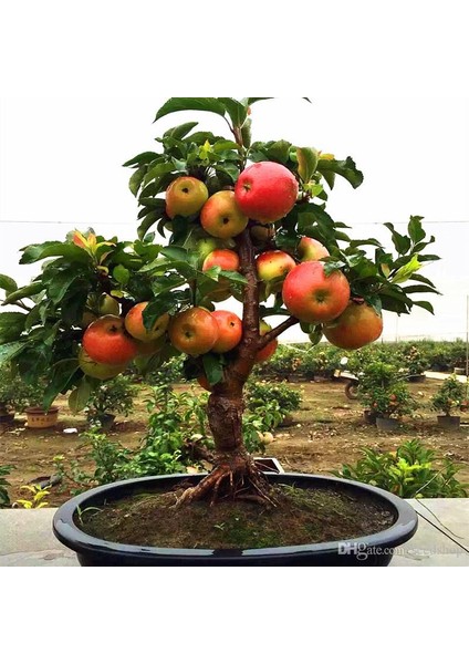 Murat Tohum Bodur Bonsai Elma Ağacı Tohumu Ekim Seti 5 Adet Tohum ToprakSaksı