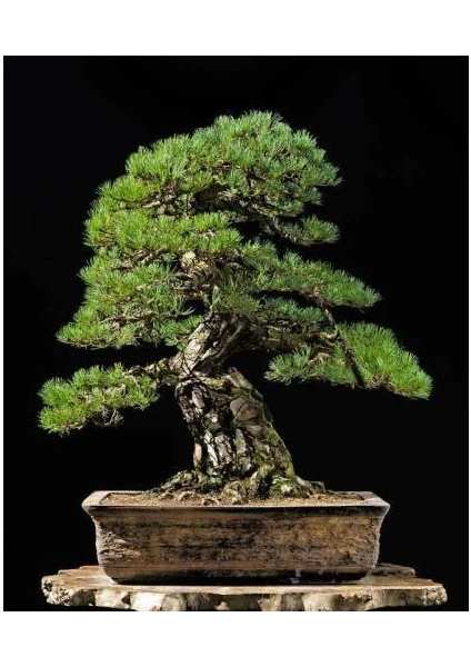 Murat Tohumculuk Murat Tohum Bonsai Fıstık Çamı Ağacı Tohum Ekim Seti 5 Adet Tohum  Saksı  Toprak