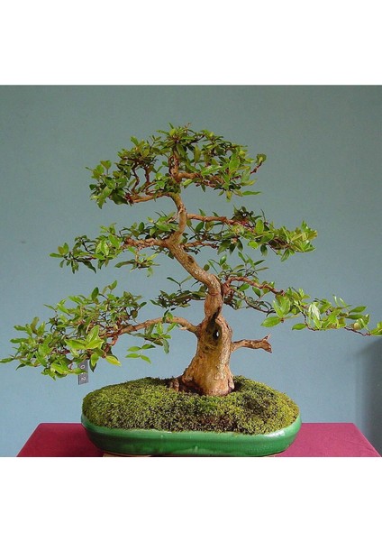 Murat Tohum Bodur Bonsai Hambeles Ağacı Tohumu Ekim Seti 5 Adet Tohum SaksıToprak