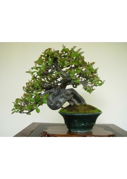 Murat Tohum Bodur Bonsai Hambeles Ağacı Tohumu Ekim Seti 5 Adet Tohum SaksıToprak fiyatları
