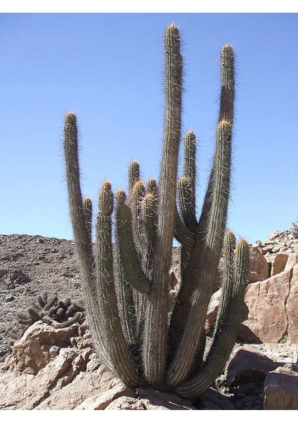 Peru Kaktüsü Tohumu Ekim Seti Çiçek Tohumu 5 Tohum Kaktüs Tohumu Saksı Toprak Kombin