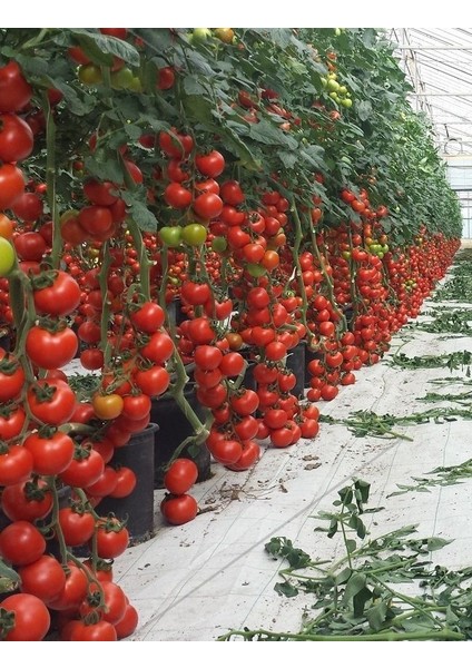 Nadir Ithal Mis Kokulu Sırık Domates Tohumu Ekim Seti 5 Tohum Saksı Toprak Kombin