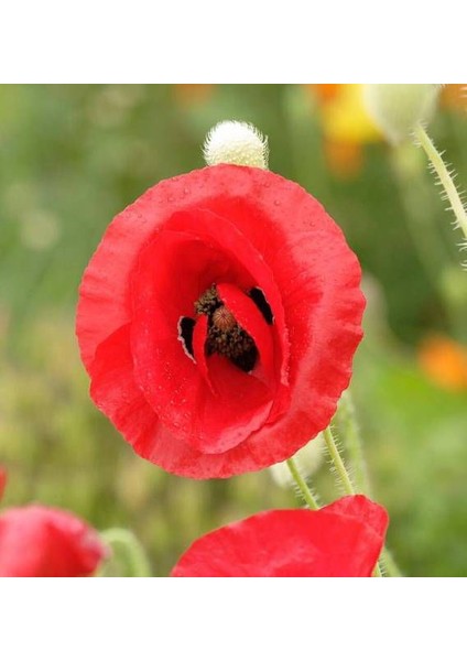 Kırmızı Gelincik Tohumu Ekim Seti 25 Tohum Çiçek Tohumu Saksı Toprak Kombin
