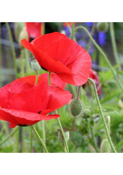 Kırmızı Gelincik Tohumu Ekim Seti 25 Tohum Çiçek Tohumu Saksı Toprak Kombin modelleri