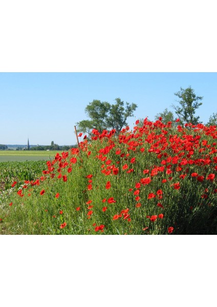 Kırmızı Gelincik Tohumu Ekim Seti 25 Tohum Çiçek Tohumu Saksı Toprak Kombin fırsatları