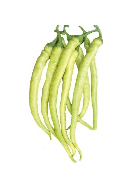 Saksılık Sarı Golden Biber Tohumu Ekim Seti 10 Tohum Saksı Toprak Kombin