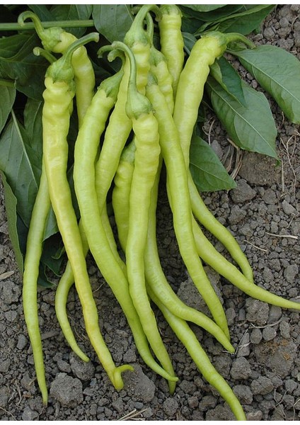 Saksılık Sarı Golden Biber Tohumu Ekim Seti 10 Tohum Saksı Toprak Kombin fiyatları