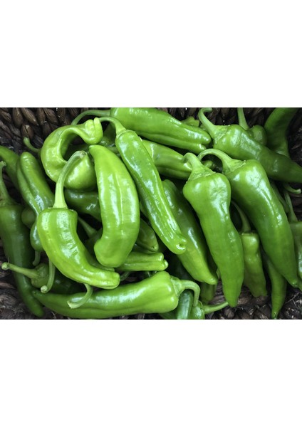 Meşhur Köy Biberi Tohumu Biber Tohum fiyatları