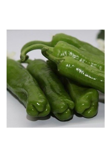 Meşhur Köy Biberi Tohumu Biber Tohum modelleri