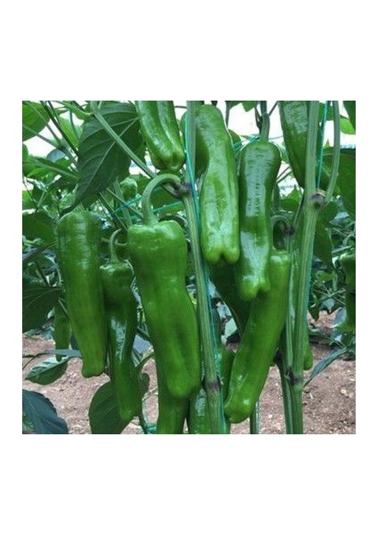 Meşhur Köy Biberi Tohumu Biber Tohum fırsatları