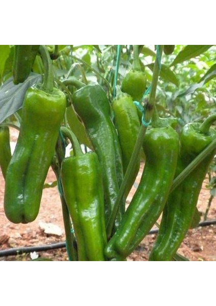 Meşhur Köy Biberi Tohumu Biber Tohum indirimleri